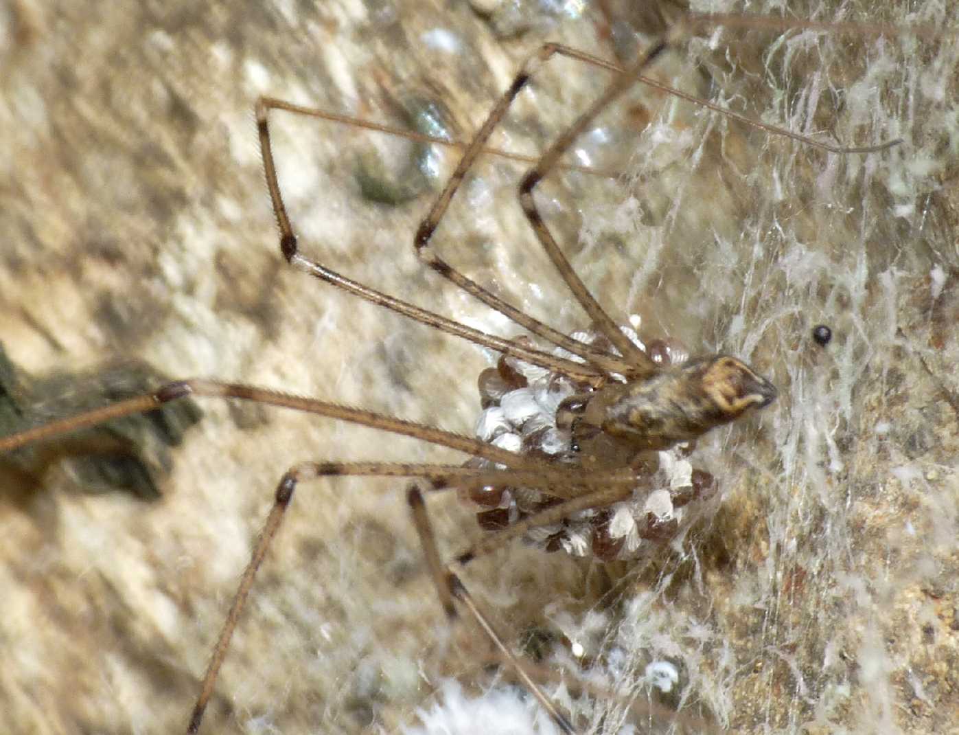 Coppia di Holochnemus pluchei